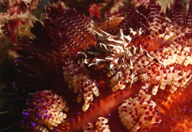Komodo 2016 - Zebra urchin crab - Crabe zebre - Zebrida adamsii - IMG_7371_rc